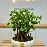 بونسای مصنوعی گل هدیه و رومیزی|گل مصنوعی|مشهد, شهید مطهری|دیوار