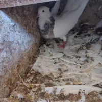 فروشی شش جفت طوقی پالخت|پرنده|بستک, |دیوار