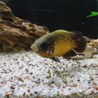 ماهی اسکار مسی|ماهی|فردیس, شهرک هفده شهریور|دیوار