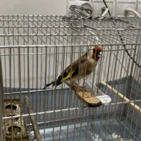 سهره شرور دستباز