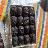 خرمایی درجه یک باغ دشت بم|خوردنی و آشامیدنی|بم, |دیوار