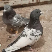 کله دمسیاه و گوک سبز|پرنده|شیراز, ارم|دیوار