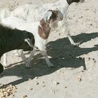 گوسفند|حیوانات مزرعه|سراوان, |دیوار