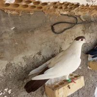 کبوتر رنگی|پرنده|شوشتر, |دیوار