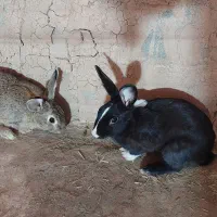 خرگوش مولد نر و ماده جوان و بسیار سر حال