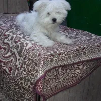 واگذاری سگ شیتزو (نر)|سگ|اهر, |دیوار