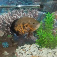 ماهی اسکار و سیلور دالر