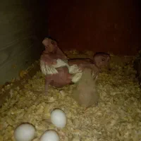 عروس هلندی|پرنده|اندیشه, اندیشه فاز ۵|دیوار