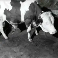 فروش گوساله نر بهترین نژاد