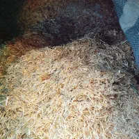 کاه|لوازم جانبی حیوانات|هریس, |دیوار