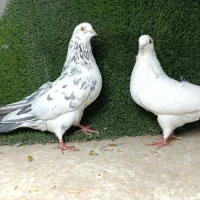 کبوتر یا کفترمعاوزه با یونجه وکاه|پرنده|مشکین‌دشت, |دیوار