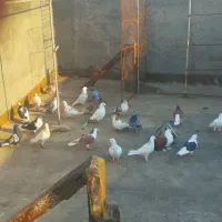 سلام کبوتر گمشده لطفا تماس بگیرید تشکتر