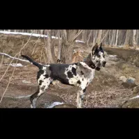 سگ گریت دین جفت