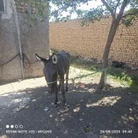 خرنرگله ای|حیوانات مزرعه|قوچان, |دیوار