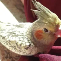 عروس هلندی جوجه نر دستی ۳ماهه