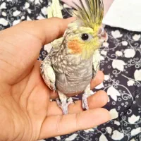 عروس هلندی