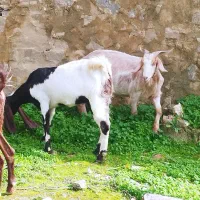 بز داشتی|حیوانات مزرعه|مسجد سلیمان, |دیوار