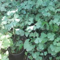 ژینگو سطل ۷|گل و گیاه طبیعی|کلاچای, |دیوار