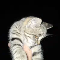 واگذاری بچه گربه