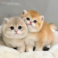 گربه هایی که زیبایی شون بی تکراره