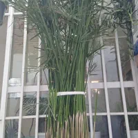 نخل مرداب بزرگ