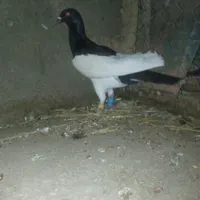 کبوتر کفتر پرنده یهودی نر چاپی پلاکی نر پیدا شده