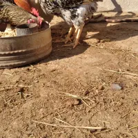 پنج خروس چاق و بزرگ|حیوانات مزرعه|سراب, |دیوار