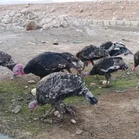 بوقلمون|حیوانات مزرعه|پلدختر, |دیوار