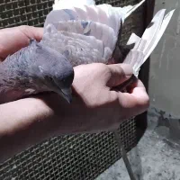 سرخ سرور دم سفید|پرنده|ملارد, |دیوار