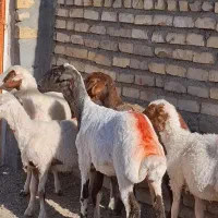 کاوور بره عروسک ابستن