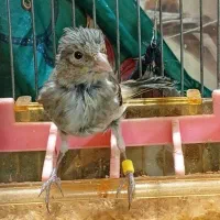 جوجه سهره قناری‌ و یک کوتوله .معاوضه باسهره