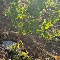 فروش باغ|فروش خانه و ویلا|زیویه, |دیوار