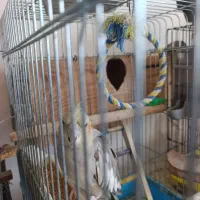 فروش عروس هلندی مولد