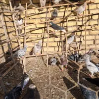 کبوتر|پرنده|تاکستان, |دیوار