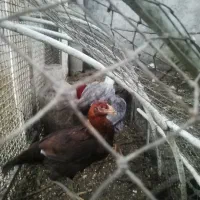 جوجه مرغ لاری|حیوانات مزرعه|لاهیجان, پردسر|دیوار