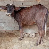 شریعتی جنوبی