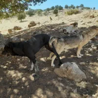 ۲ عدد شاه توله ماده سرابی|سگ|اسلامآباد غرب, |دیوار