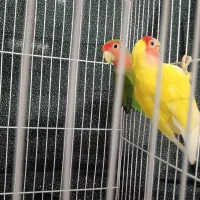 جفت کوتوله صورت هلویی|پرنده|مشهد, حجت|دیوار