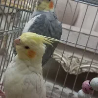 عروس هلندی جفت نر و ماده  سخنگو