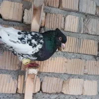 کفتر|پرنده|مرودشت, ژیان|دیوار