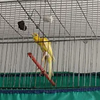 قناری|پرنده|فردوسیه, |دیوار