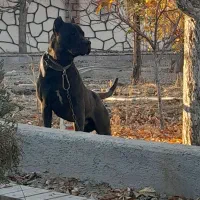 توله کنگورسو