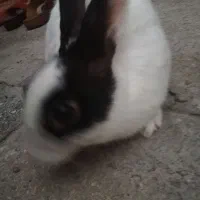 خرگوش نر تخفیف داره