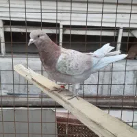 کبوتر بلندی