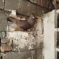 کبوتر فیلی طوقی