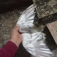 یک جفت خال سرکی نر|پرنده|لالجین, |دیوار