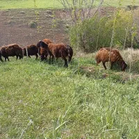 فروش دوازده راس بره قزل افشار