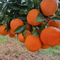 پرتقال خونی تاراکو|حراج|ساری, |دیوار