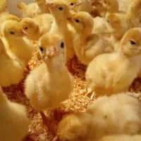 دان مخصوص جوجه بوقلمون بیوتی هفت روزه