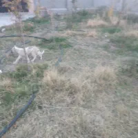 واگذاری ۲ قلاده توله سگ|سگ|ارشق, |دیوار